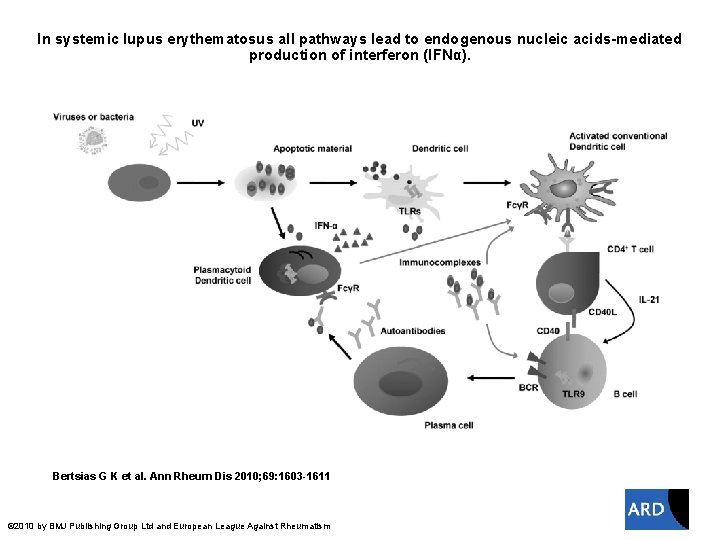 In systemic lupus erythematosus all pathways lead to endogenous nucleic acids-mediated production of interferon