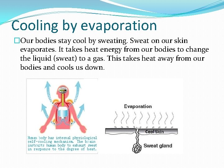 Cooling by evaporation �Our bodies stay cool by sweating. Sweat on our skin evaporates.