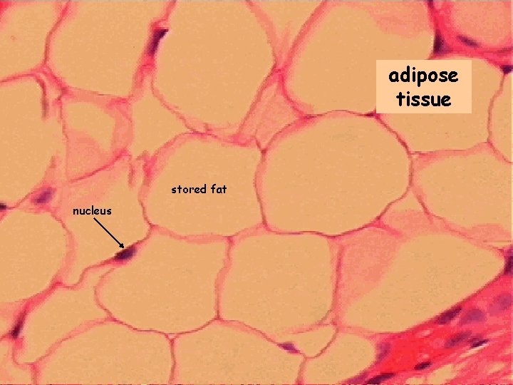 adipose tissue stored fat nucleus 