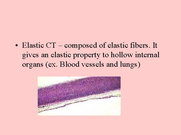  • Elastic CT – composed of elastic fibers. It gives an elastic property