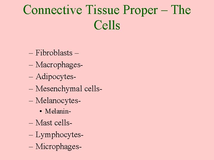 Connective Tissue Proper – The Cells – Fibroblasts – – Macrophages– Adipocytes– Mesenchymal cells–