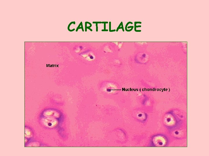 CARTILAGE 