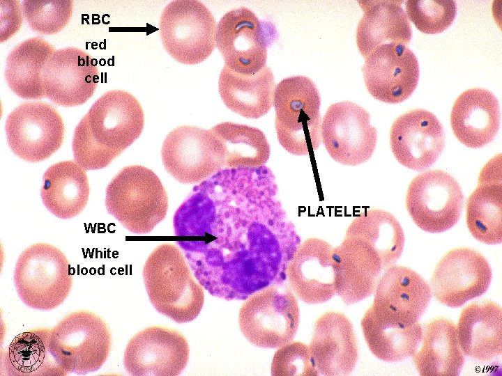 RBC red blood cell PLATELET WBC White blood cell 