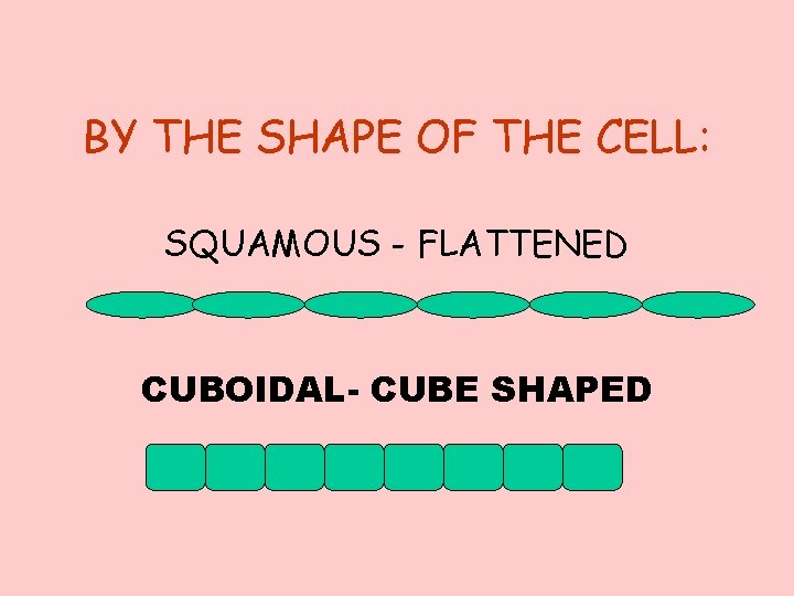 BY THE SHAPE OF THE CELL: SQUAMOUS - FLATTENED CUBOIDAL- CUBE SHAPED 