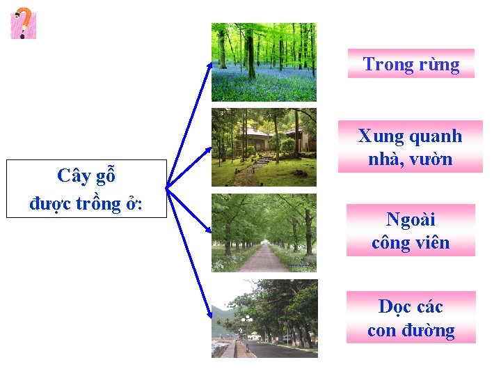 Trong rừng Cây gỗ được trồng ở: Xung quanh nhà, vườn Ngoài công viên