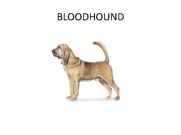 BLOODHOUND 