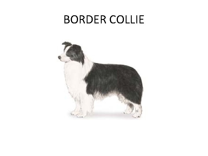 BORDER COLLIE 
