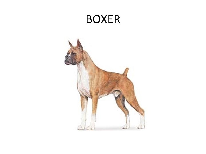 BOXER 