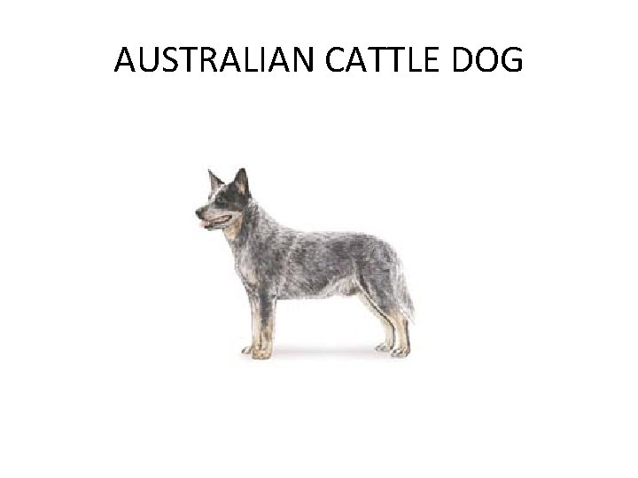 AUSTRALIAN CATTLE DOG 