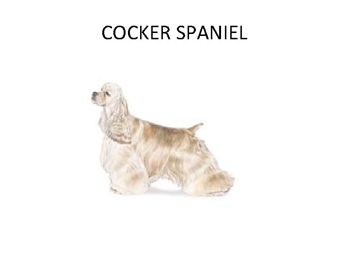 COCKER SPANIEL 