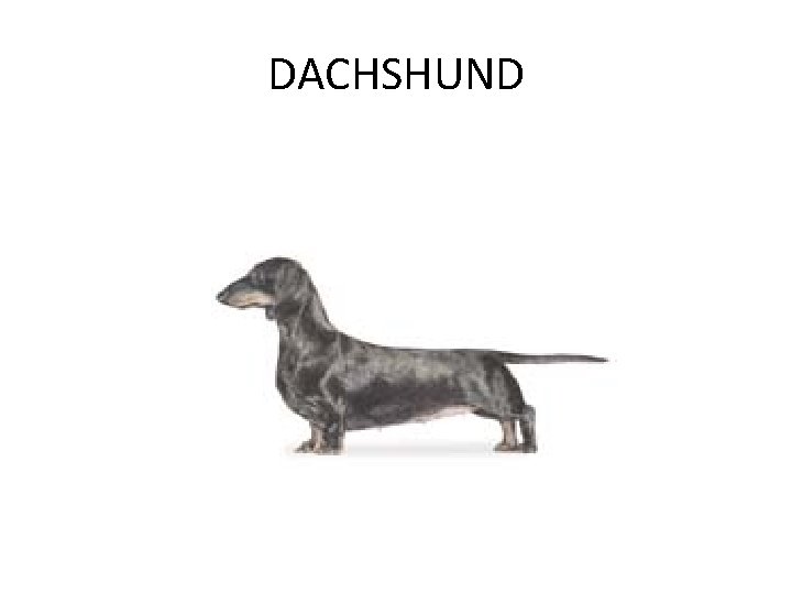 DACHSHUND 