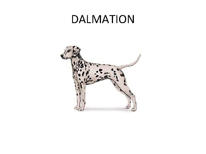 DALMATION 