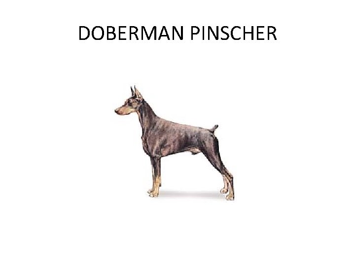 DOBERMAN PINSCHER 