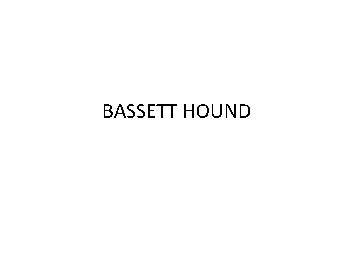 BASSETT HOUND 