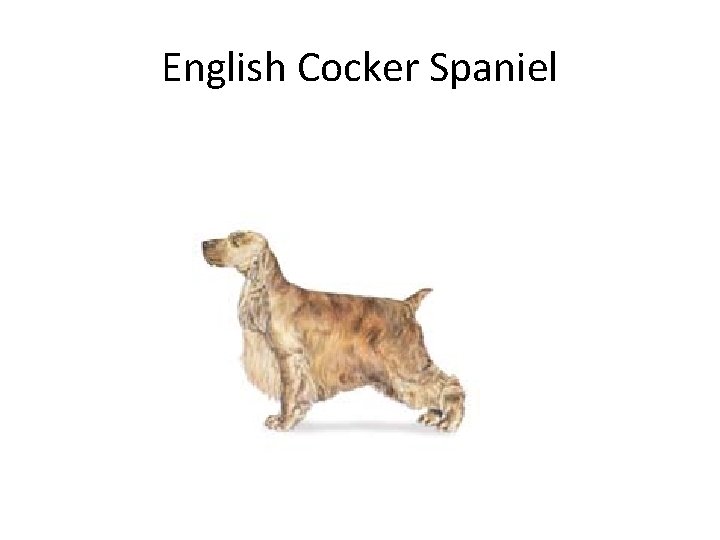 English Cocker Spaniel 