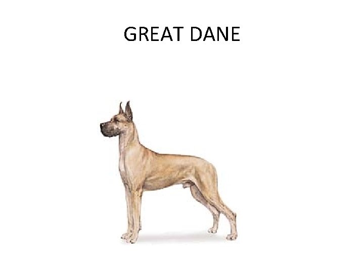 GREAT DANE 