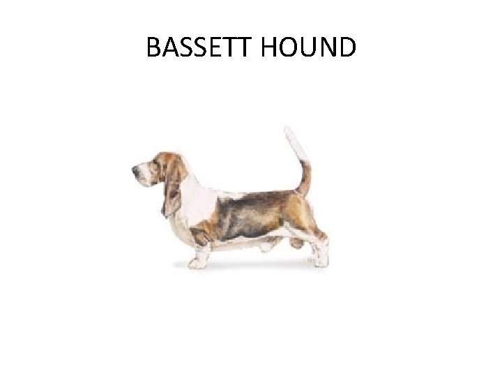 BASSETT HOUND 