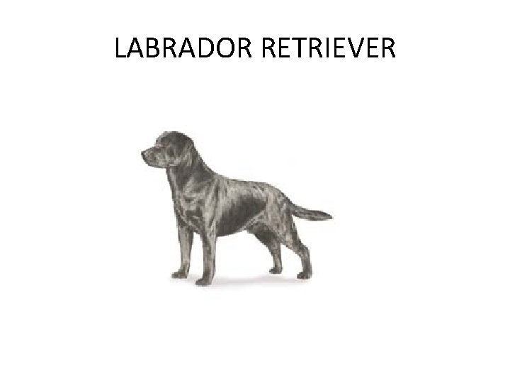 LABRADOR RETRIEVER 