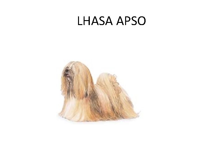 LHASA APSO 