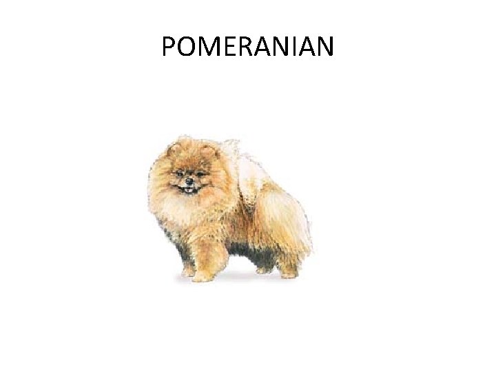POMERANIAN 