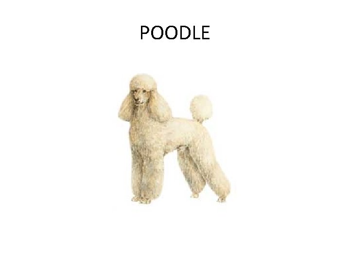 POODLE 