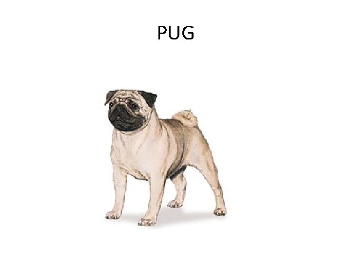 PUG 