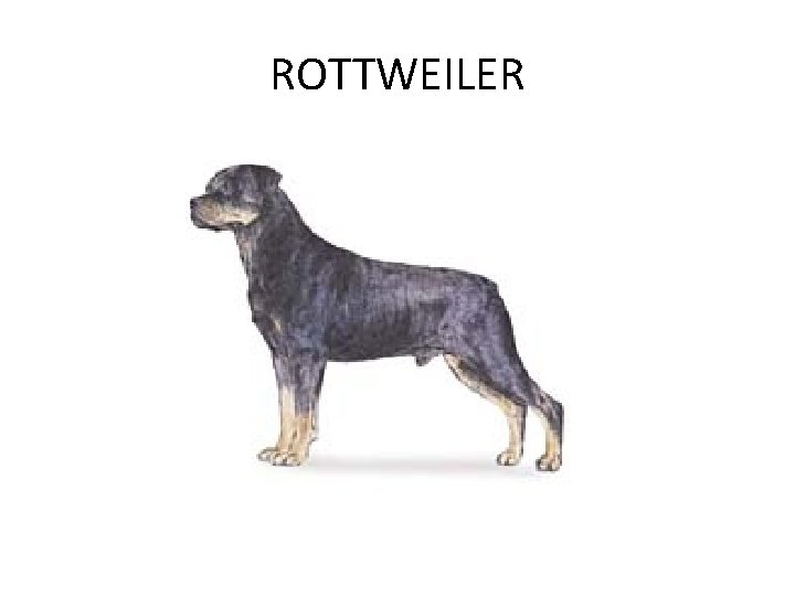 ROTTWEILER 