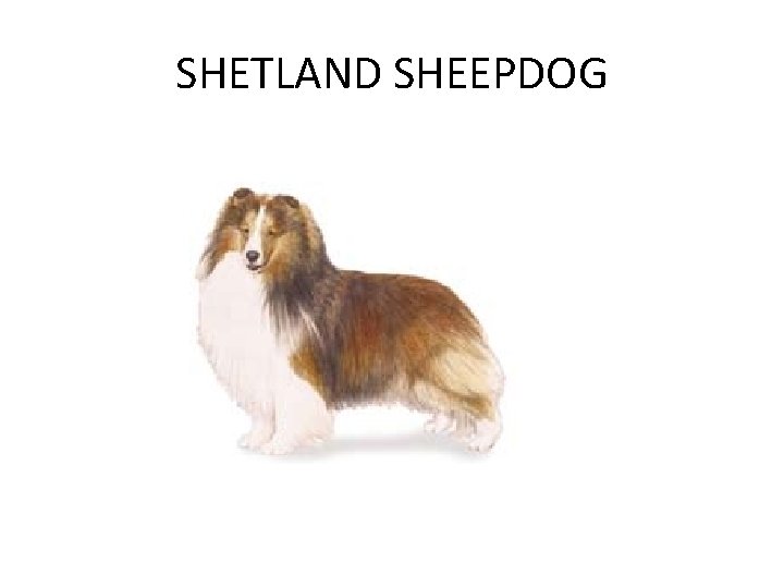 SHETLAND SHEEPDOG 