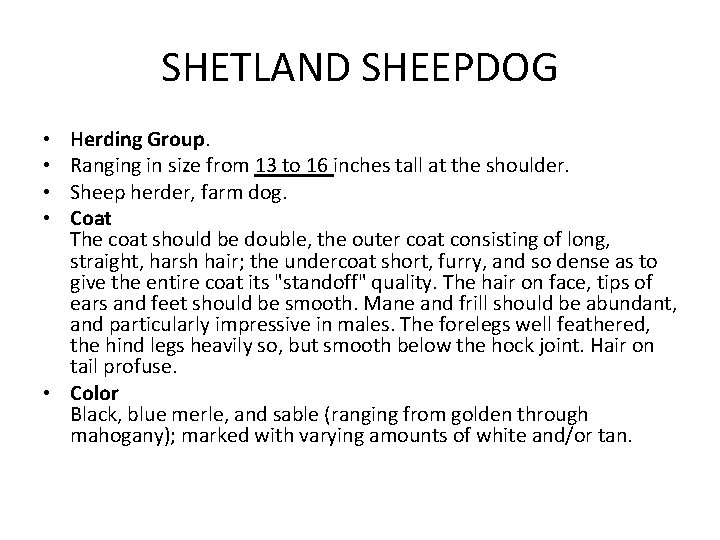 SHETLAND SHEEPDOG Herding Group. Ranging in size from 13 to 16 inches tall at