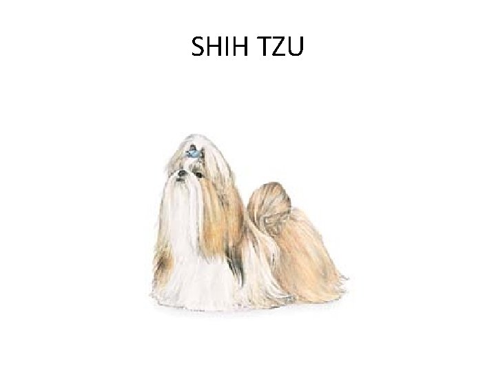 SHIH TZU 