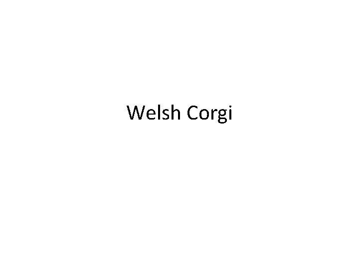Welsh Corgi 