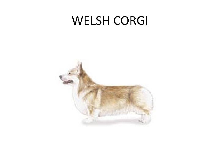 WELSH CORGI 