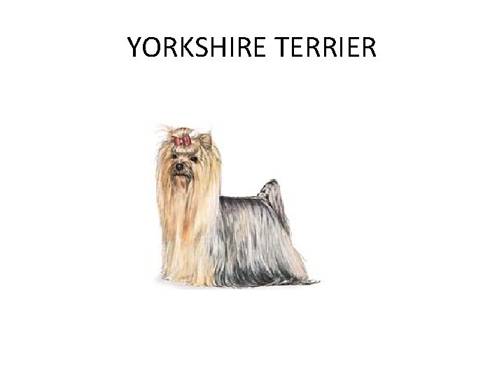 YORKSHIRE TERRIER 