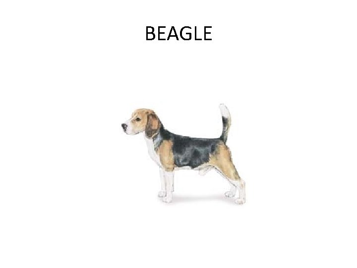 BEAGLE 