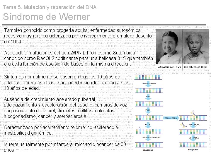 Tema 5. Mutación y reparación del DNA Síndrome de Werner También conocido como progeria