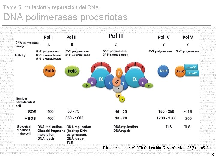 Tema 5. Mutación y reparación del DNA polimerasas procariotas Fijalkowska IJ, et al. FEMS