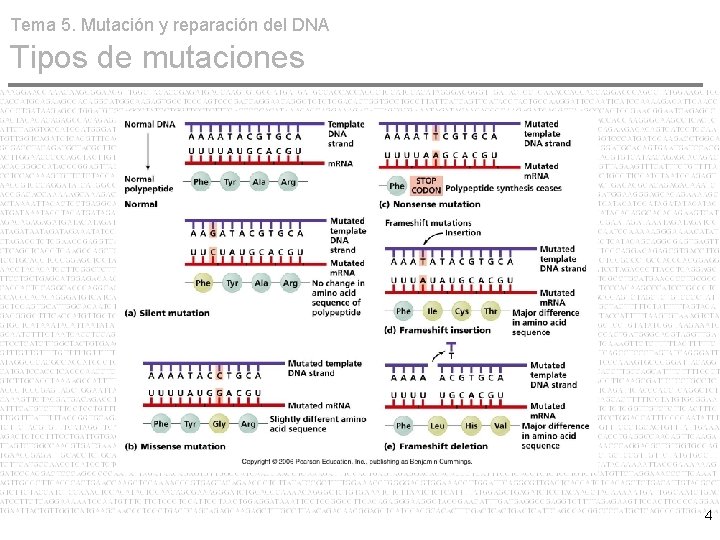 Tema 5. Mutación y reparación del DNA Tipos de mutaciones 4 
