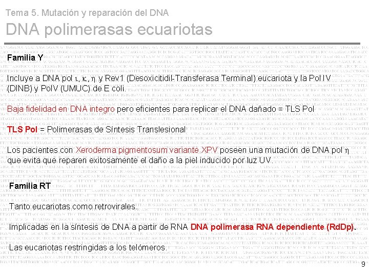 Tema 5. Mutación y reparación del DNA polimerasas ecuariotas Familia Y Incluye a DNA