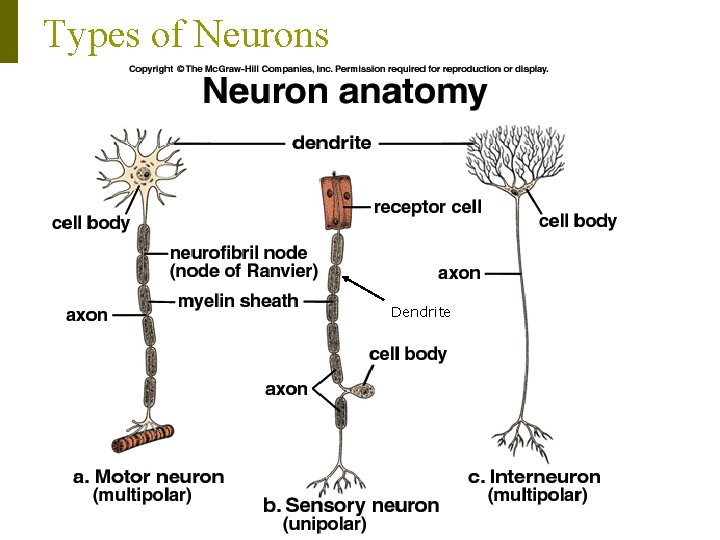 Dendrite Types Biology 3201 Nervous System The Neuron The Neuron
