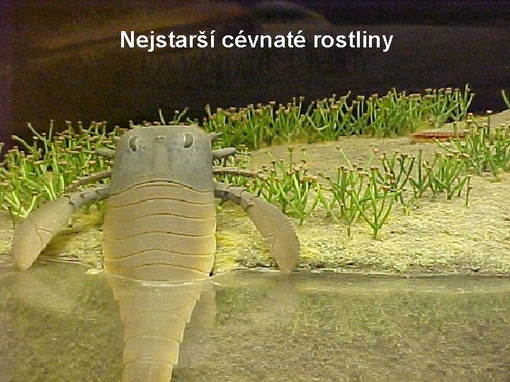 Nejstarší cévnaté rostliny 