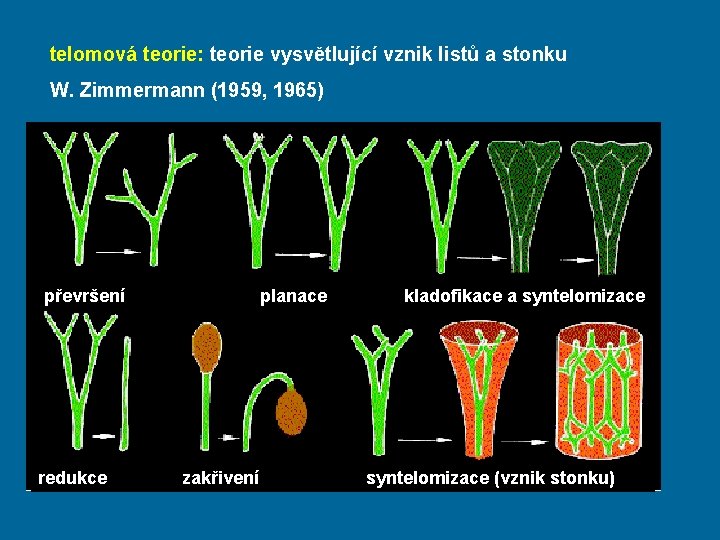 telomová teorie: teorie vysvětlující vznik listů a stonku W. Zimmermann (1959, 1965) převršení redukce