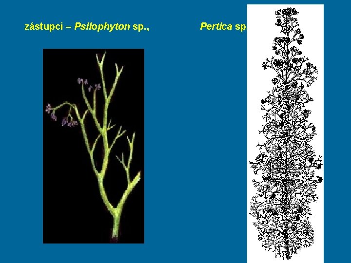 zástupci – Psilophyton sp. , Pertica sp. 