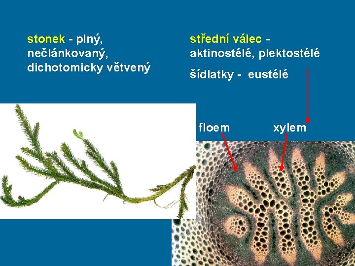 stonek - plný, nečlánkovaný, dichotomicky větvený střední válec aktinostélé, plektostélé šídlatky - eustélé floem