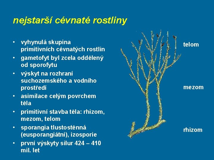 nejstarší cévnaté rostliny • vyhynulá skupina primitivních cévnatých rostlin • gametofyt byl zcela oddělený