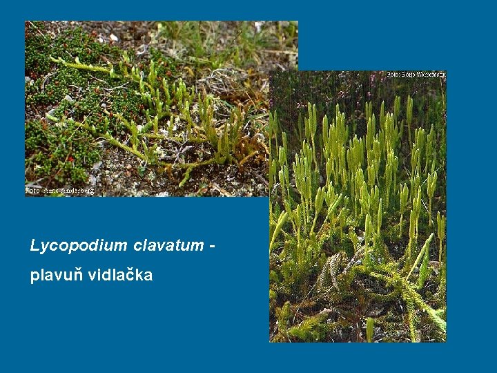 Lycopodium clavatum plavuň vidlačka 