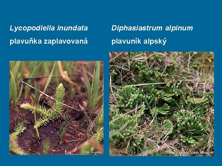 Lycopodiella inundata Diphasiastrum alpinum plavuňka zaplavovaná plavuník alpský 