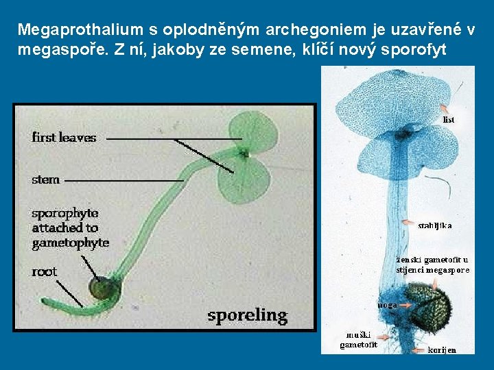 Megaprothalium s oplodněným archegoniem je uzavřené v megaspoře. Z ní, jakoby ze semene, klíčí