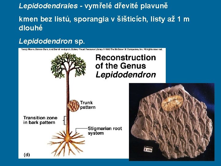 Lepidodendrales - vymřelé dřevité plavuně kmen bez listů, sporangia v šišticích, listy až 1