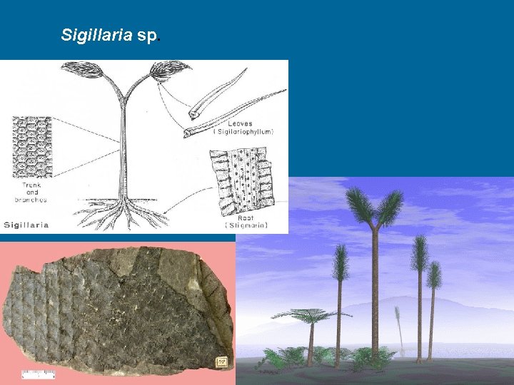 Sigillaria sp. 