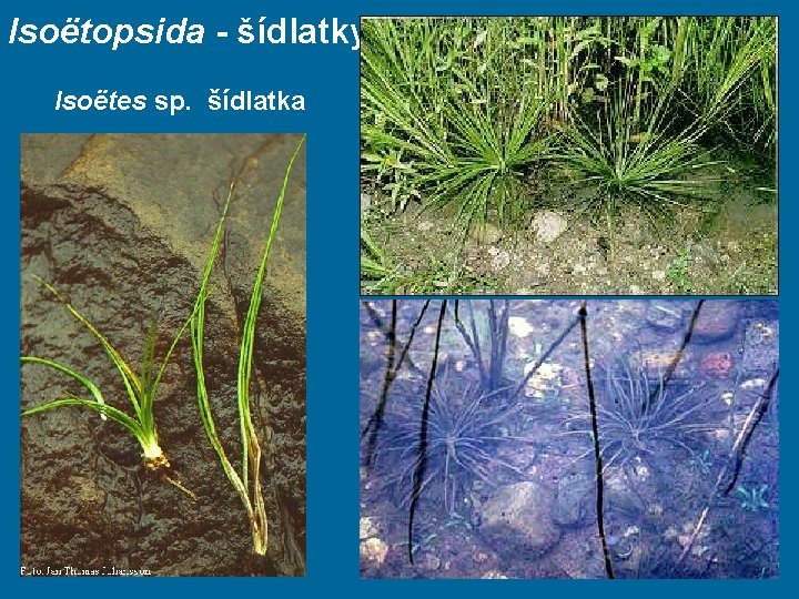 Isoëtopsida - šídlatky Isoëtes sp. šídlatka 